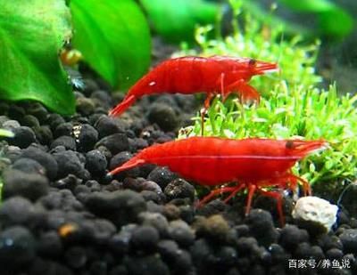 超小型觀賞魚觀賞蝦（超小型觀賞魚和觀賞蝦的養(yǎng)殖技巧觀賞蝦的養(yǎng)殖技巧） 魚缸百科 第3張