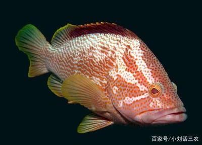 大型淡水觀賞魚哪種好養(yǎng)活（大型淡水觀賞魚的養(yǎng)殖技巧，選擇大型淡水觀賞魚的品種） 黃金眼鏡蛇雷龍魚 第4張