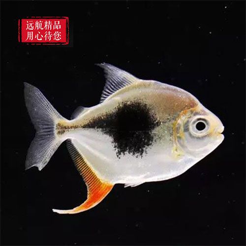 黑桃a魚(yú)怎么樣（黑桃a銀板養(yǎng)殖技巧黑桃a銀板的養(yǎng)殖技巧黑桃a銀板的養(yǎng)殖技巧） 鸚鵡魚(yú) 第4張