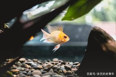 觀賞魚和普通魚有什么區(qū)別（觀賞魚與普通魚的區(qū)別） 黑桃A魚 第3張