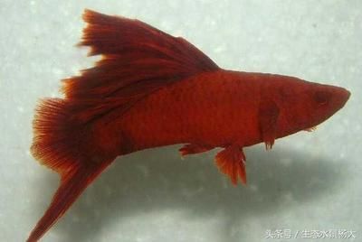 觀賞魚和普通魚有什么區(qū)別（觀賞魚與普通魚的區(qū)別） 黑桃A魚 第4張