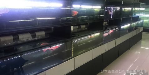 觀賞魚進出口貿(mào)易公司（30篇觀賞魚進出口貿(mào)易公司名單觀賞魚進出口政策） PH調(diào)節(jié)劑 第4張