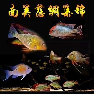 白子關(guān)刀魚怎么養(yǎng)（白子關(guān)刀魚是一種熱帶觀賞魚） 養(yǎng)魚知識 第3張