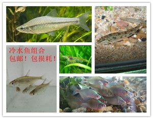 北方有什么原生觀賞魚（北方原生觀賞魚有哪些？） 馬拉莫寶石魚 第1張