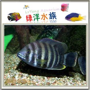 觀賞魚專賣店怎么樣啊知乎（觀賞魚專賣店如何經(jīng)營(yíng)） 斑馬狗頭魚 第1張