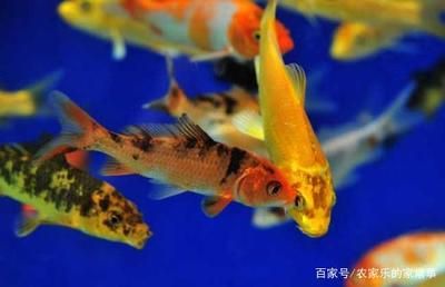 觀賞魚(yú)都浮在水面怎么回事（觀賞魚(yú)浮在水面可能是由多種因素引起的） 肺魚(yú) 第1張