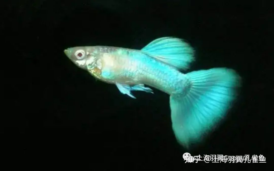 觀賞魚都浮在水面怎么回事（觀賞魚浮在水面可能是由多種因素引起的）