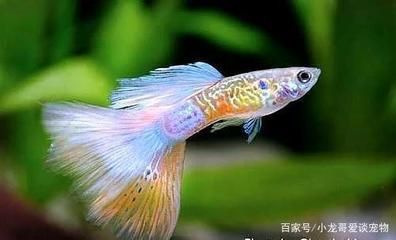 觀賞魚什么時候喂食好（如何判斷觀賞魚的喂食時間） 帝王血鉆 第1張