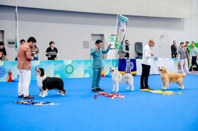 廣州寵物水族展會(huì)在哪里（關(guān)于廣州寵物水族展覽會(huì)的一些信息） 朱巴利魚苗 第3張