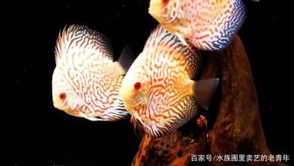 觀賞魚暴斃的原因（觀賞魚暴斃可能由多種因素導致觀賞魚死亡的重要因素）