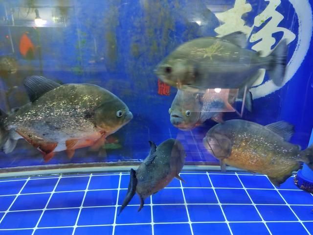 互動性高的觀賞魚有哪些種類（互動性高的觀賞魚種類：互動性高的觀賞魚種類和文化意義） 其他品牌魚缸 第1張