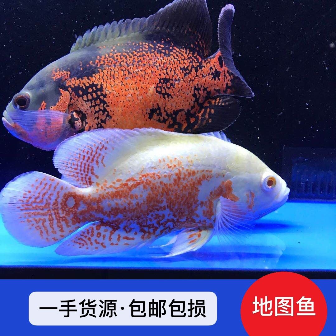 觀賞魚中大型魚（中大型觀賞魚） 大白鯊魚 第1張