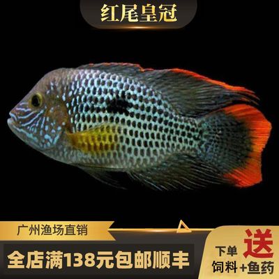 觀賞魚中大型魚（中大型觀賞魚） 大白鯊魚 第4張