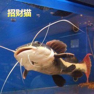 觀賞魚中大型魚（中大型觀賞魚） 大白鯊魚 第3張