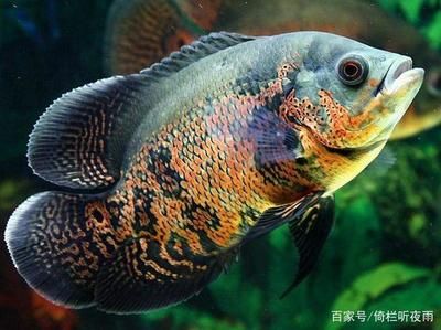 各種觀賞魚(yú)的壽命一樣嗎視頻（各種觀賞魚(yú)壽命概況） 觀賞魚(yú)企業(yè)目錄 第4張