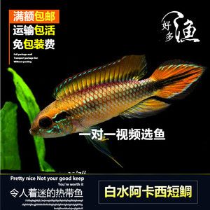 觀賞魚包裝視頻（觀賞魚包裝的科學(xué)原理） 全國觀賞魚市場 第1張