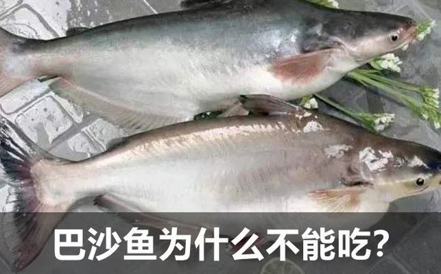 巴利魚是什么魚（什么是“巴利魚”）