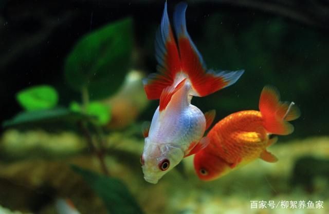 觀賞魚白金魚哪個(gè)好養(yǎng)一點(diǎn)（白云金絲魚養(yǎng)殖秘籍）