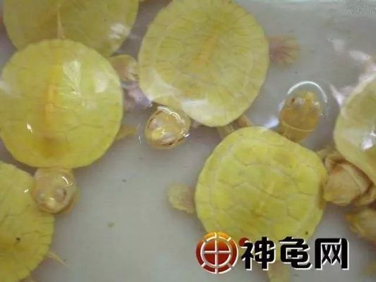 白化巴西繁殖（巴西白化巴西龜?shù)奶攸c(diǎn)和種類） 觀賞魚飼料 第1張