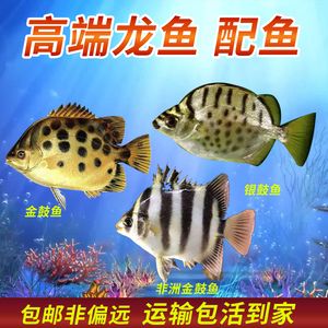 非洲金鼓魚百科（非洲金鼓魚是一種怎樣的魚類？） 銀龍魚 第4張