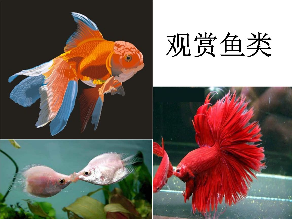 比較冷門(mén)的觀(guān)賞魚(yú)類(lèi)（冷門(mén)觀(guān)賞魚(yú)品種推薦的幾種冷門(mén)觀(guān)賞魚(yú)品種和入手難度較高） 蝴蝶鯉 第3張