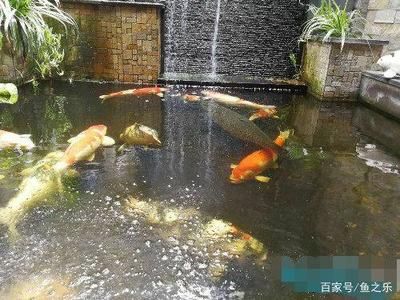 戶外錦鯉池如何防貓（戶外錦鯉池如何防止貓偷吃魚） 紅頭利魚 第1張