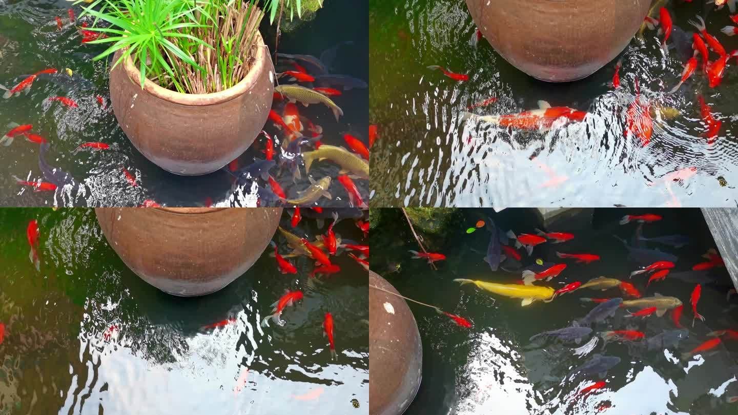 戶外錦鯉池如何防貓（戶外錦鯉池如何防止貓偷吃魚） 紅頭利魚 第3張