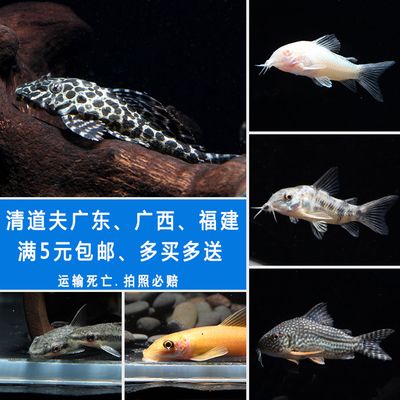 廣東觀賞魚運輸（觀賞魚市場的消費者行為分析消費者行為分析消費者行為） 白子關(guān)刀魚 第1張