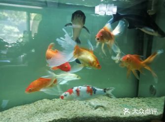 白色的大型觀賞魚叫什么魚（白色大型觀賞魚種類繁多以下是一些常見的品種：銀龍魚） 黃吉金龍（白子金龍魚） 第1張