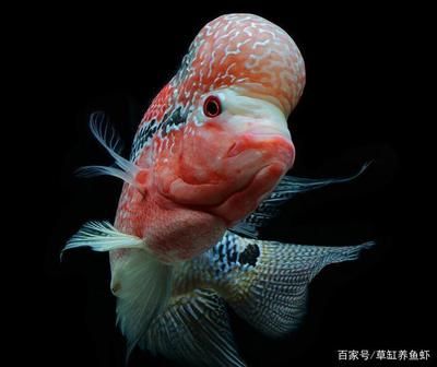 花羅漢魚(yú)（關(guān)于花羅漢魚(yú)的一些詳細(xì)信息） 斑馬狗頭魚(yú) 第3張