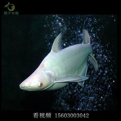 白鯊魚觀賞魚混養(yǎng)能活嗎（白鯊魚與觀賞魚混養(yǎng)的一般原則） 其它水族用具設(shè)備 第1張