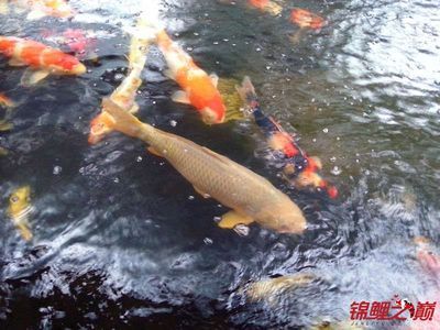 觀賞魚喂什么增色最快（觀賞魚增色飼料的科學(xué)配方） 月光鴨嘴魚苗 第4張