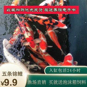 觀賞魚電子書（《觀賞魚養(yǎng)殖技術(shù)》） 巨骨舌魚 第2張