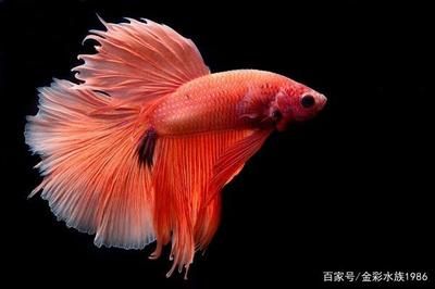 都有什么觀賞魚（觀賞魚的種類及其特點(diǎn)） 創(chuàng)寧水族 第1張