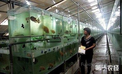 蝴蝶魚觀賞魚怎么養(yǎng)（蝴蝶魚的飼養(yǎng)技巧） 稀有紅龍品種 第2張