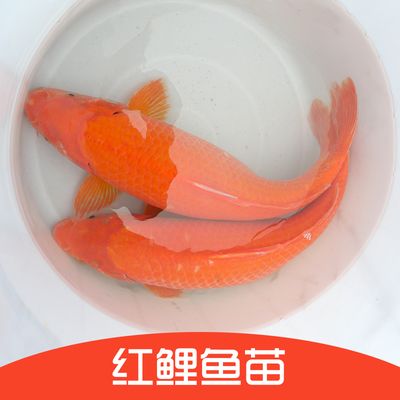 紅白錦鯉魚價格（紅白錦鯉的價格與養(yǎng)殖秘籍）