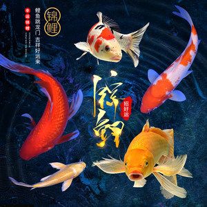 紅白錦鯉魚價格（紅白錦鯉的價格與養(yǎng)殖秘籍）