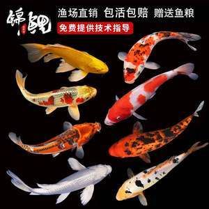 紅白錦鯉魚價格（紅白錦鯉的價格與養(yǎng)殖秘籍）