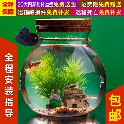 觀賞魚的店鋪名字怎么起（關于觀賞魚店鋪起名的建議） 觀賞魚飼料 第2張