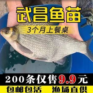 淡水魚苗（淡水魚苗的養(yǎng)殖技術(shù)）