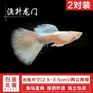 淡水魚苗（淡水魚苗的養(yǎng)殖技術(shù)）