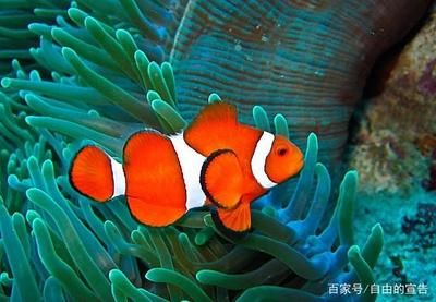 海水觀賞魚(yú)溫度多少適宜（海水觀賞魚(yú)對(duì)水溫的變化非常敏感所能適應(yīng)的溫度變化） 天王紅龍 第3張