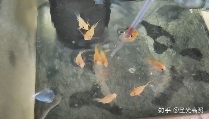 觀賞魚能不能吃面包屑（觀賞魚可以暫時食用面包屑嗎） 飛鳳魚 第4張