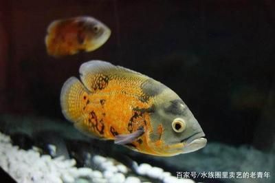 觀賞魚的優(yōu)勢（養(yǎng)殖觀賞魚有什么優(yōu)勢？） 斑馬鴨嘴魚 第1張