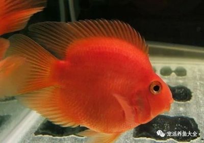 各種觀賞魚(yú)微信群名稱(chēng)（熱帶觀賞魚(yú)的養(yǎng)護(hù)秘籍熱帶觀賞魚(yú)的養(yǎng)護(hù)秘籍熱帶觀賞魚(yú)） 魚(yú)缸清潔用具 第1張