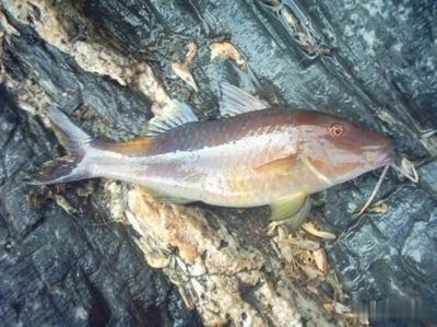 北方有什么原生觀賞魚類（北方地區(qū)常見原生觀賞魚種類） 祥龍水族護(hù)理水 第4張