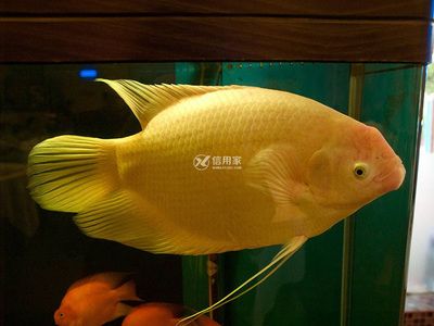 觀賞魚養(yǎng)幾條最好（養(yǎng)1、4、6、9條觀賞魚是最好的選擇但需要注意的是）