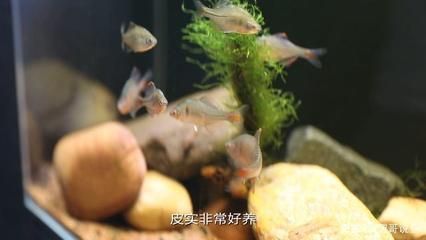 常見觀賞魚養(yǎng)殖種類調(diào)查（觀賞魚養(yǎng)殖基礎(chǔ)知識）