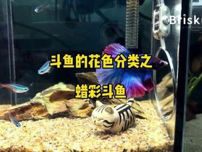 觀賞魚養(yǎng)魚知識培訓（根據(jù)搜索結(jié)果整理的養(yǎng)魚經(jīng)驗） 蝴蝶鯉 第3張