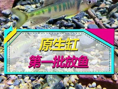 觀賞魚養(yǎng)魚知識培訓（根據(jù)搜索結(jié)果整理的養(yǎng)魚經(jīng)驗） 蝴蝶鯉 第1張